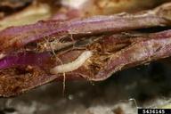 flea beetle larva and damage in leaf stalk