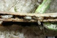 larvae in stem