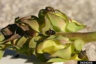 adult beetle (center) others are Gymnetron antirhini