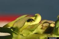 adult beetle
