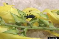 adult weevil