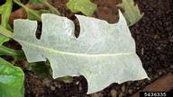 Powdery mildew of Gerbera