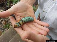hickory horned devil (<em>Citheronia regalis</em>) larva(e)