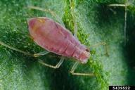 Aphid on a tomato plant leaf