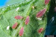 Aphids on tomato plant leaf