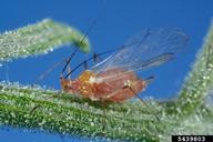 potato aphid (<em>Macrosiphum euphorbiae</em>) adult(s) on garden tomato (<em>Solanum lycopersicum</em>)