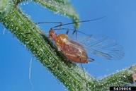 potato aphid (<em>Macrosiphum euphorbiae</em>) adult(s) on garden tomato (<em>Solanum lycopersicum</em>)