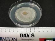 Top of plate, 8 days of growth in alternating 12 hours light/dark cycle, grown at 25C