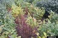 Yellowing and death of plants infected with root-knot nematode.