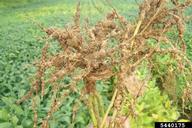 Galls on roots of soybean.