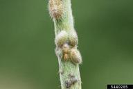 Nymphs on kudzu