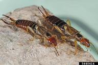 Female has the pinchers that are smaller