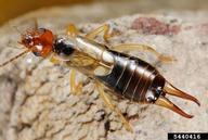 European earwig (<em>Forficula auricularia</em>) adult(s)