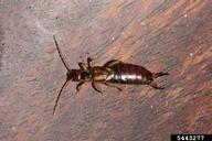 European earwig (<em>Forficula auricularia</em>) adult(s) on  (<em>  </em>)