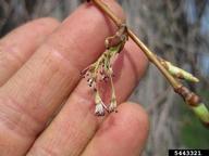 American elm (Ulmus americana) flowers (May 12)