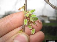 American (white) elm developing samaras
