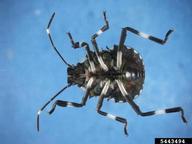 Third instar