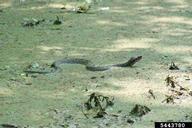 Chris Evans, University of Illinois,  Bugwood.org water moccasin (<em>Agkistrodon piscivorus</em>) adult(s) on (<em> </em>)