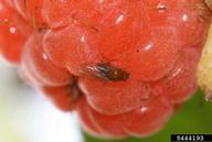 Host: Raspberry
