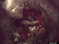 spotted wing drosophila (<em>Drosophila suzukii</em>) larva(e) on blueberry (<em>Vaccinium spp.</em>)