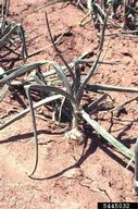 Severe onion plant injury from onion thrips