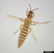 Adult female