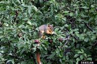 Feeding on a pear
