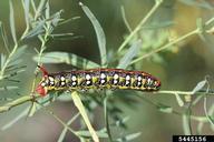 spurge hawkmoth (<em>Hyles euphorbiae</em>) larva(e) on leafy spurge (<em>Euphorbia esula</em>)