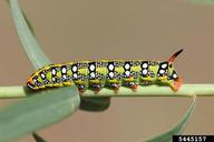 spurge hawkmoth (<em>Hyles euphorbiae</em>) larva(e) on leafy spurge (<em>Euphorbia esula</em>)