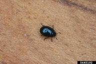 imported willow leaf beetle (<em>Plagiodera versicolora</em>) adult(s) on willow (<em>Salix spp.</em>)