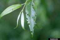 imported willow leaf beetle (<em>Plagiodera versicolora</em>) damage on willow (<em>Salix spp.</em>)