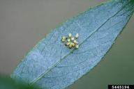 imported willow leaf beetle (<em>Plagiodera versicolora</em>) egg(s) on willow (<em>Salix spp.</em>)