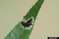imported willow leaf beetle (<em>Plagiodera versicolora</em>) larva(e) on willow (<em>Salix spp.</em>)