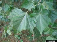 sycamore (Platanus occidentalis)