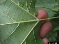 underside of sycamore (Platanus occidentalis) leaf