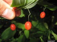 claspingleaf twistedstalk/white mandarin fruit (Streptopus amplexifolius)