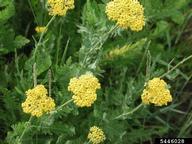 common tansy (<em>Tanacetum vulgare</em>) flower(s) on (<em> </em>)