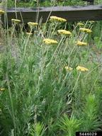 common tansy (<em>Tanacetum vulgare</em>) plant(s) on (<em> </em>)
