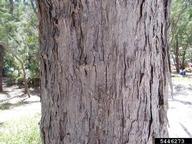 Australian-pine (<em>Casuarina equisetifolia</em>) bark on (<em> </em>)