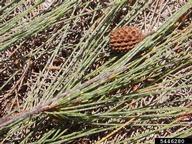 Australian-pine (<em>Casuarina equisetifolia</em>) foliage on (<em> </em>)