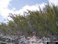 Australian-pine (<em>Casuarina equisetifolia</em>) tree(s) on (<em> </em>)