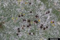 close-up of cleistothecia of powdery mildew of sugar beet