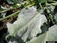 older sugar beet leave heavily infected with powdery mildew