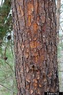 Virginia pine (<em>Pinus virginiana</em>) bark on (<em> </em>)