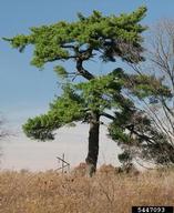 eastern white pine (<em>Pinus strobus</em>) tree(s) on (<em> </em>)