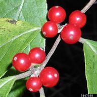 Amur honeysuckle (<em>Lonicera maackii</em>) flower(s) on (<em> </em>)