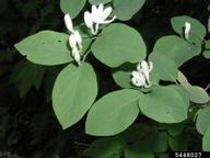 Tatarian honeysuckle (<em>Lonicera tatarica</em>) flower(s) on (<em> </em>)