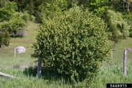 common barberry (<em>Berberis vulgaris</em>) plant(s) on (<em> </em>)