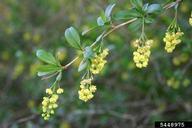 common barberry (<em>Berberis vulgaris</em>) flower(s) on (<em> </em>)