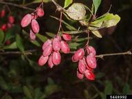 common barberry (<em>Berberis vulgaris</em>) fruit(s) on (<em> </em>)